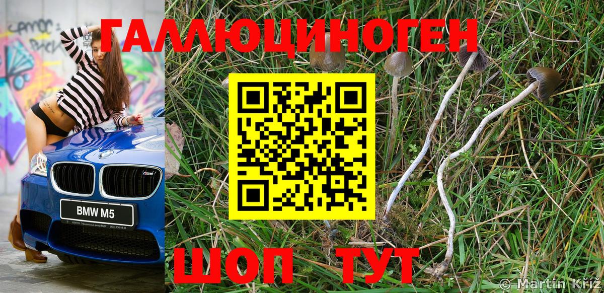 Галлюциногенные грибы Psilocybine cubensis Кимры